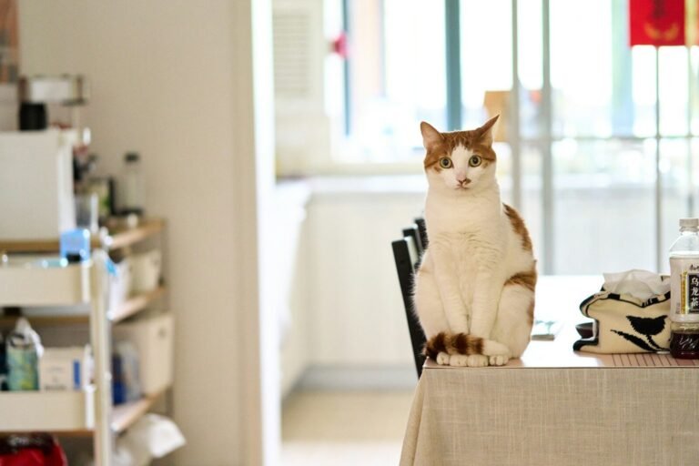 A cat sits on a table in a bright room.